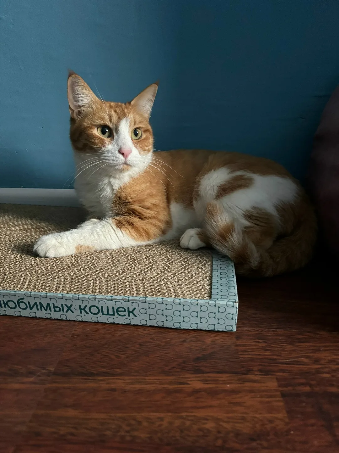 Найдена кошка в Зеленограде — фото питомца