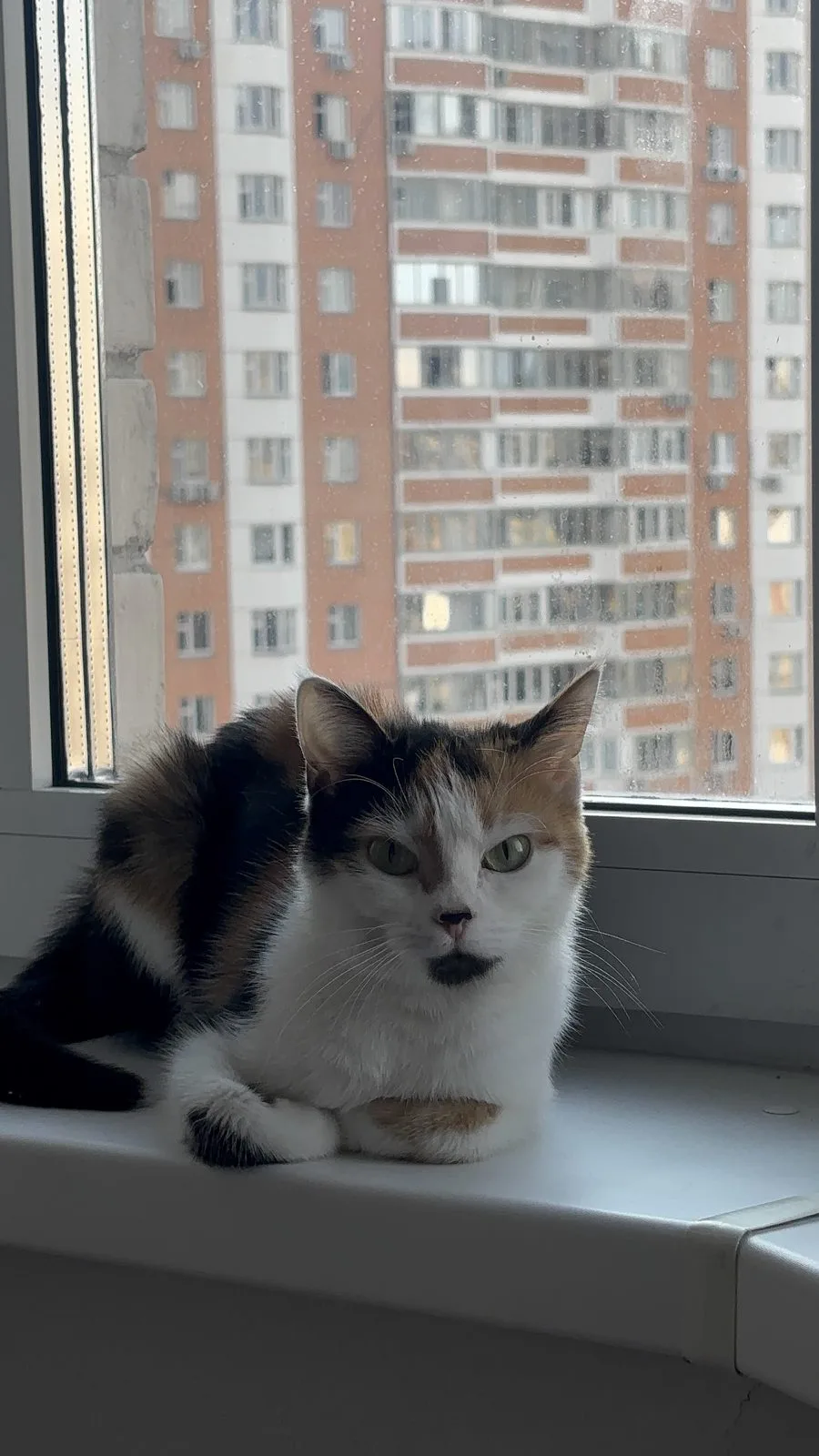 Пропала кошка в Москве — фото питомца