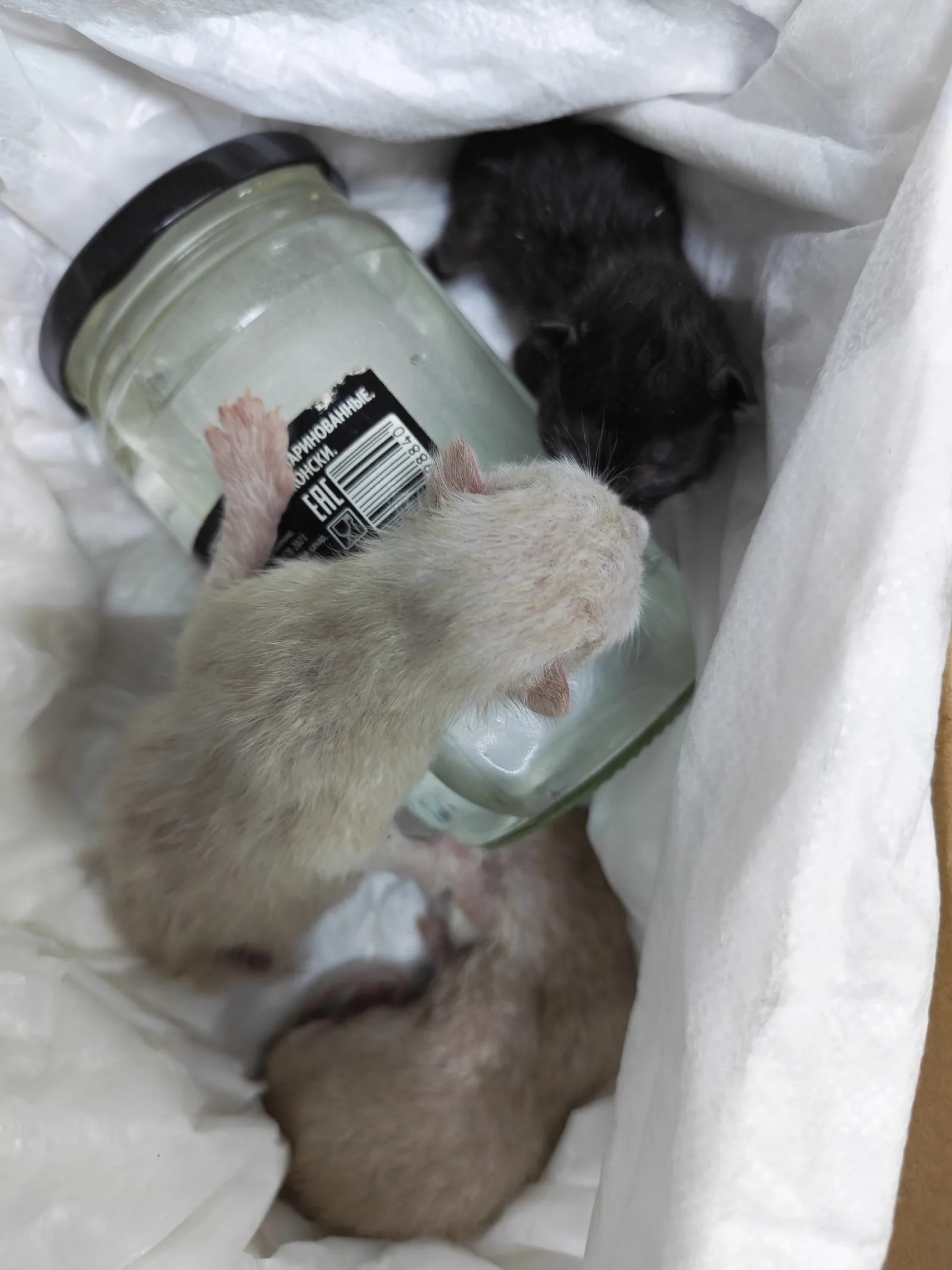 Найдена кошка в Брянске — фото питомца