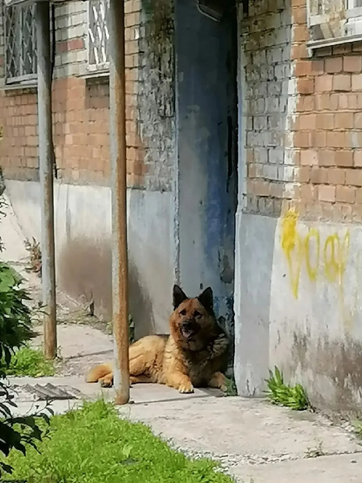 Найдена собака в Владивостоке — фото питомца