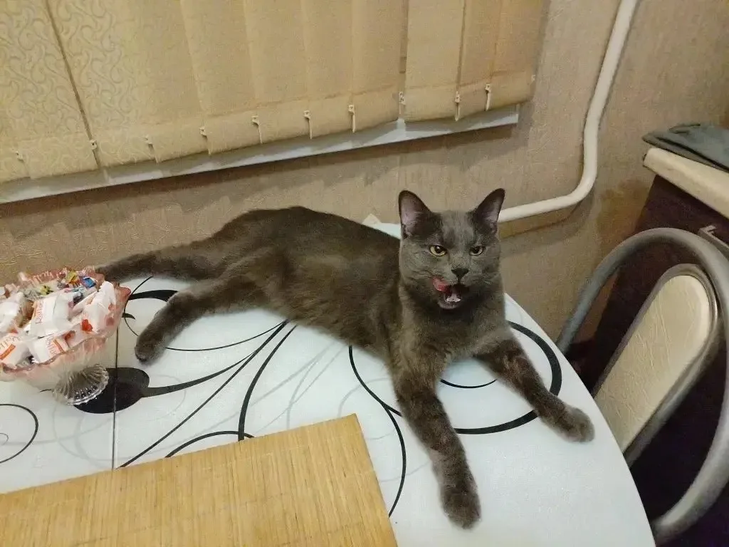 Найдена кошка в Рузе — фото питомца