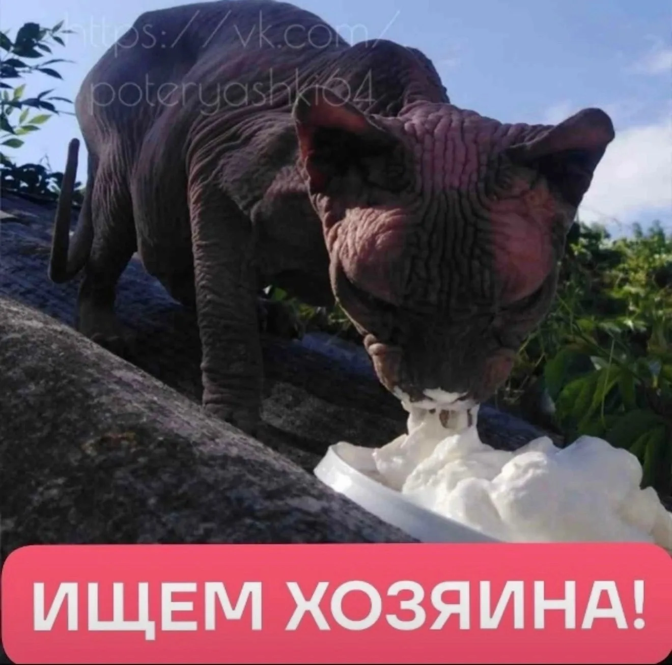 Найдена кошка в Энгельсе — фото питомца