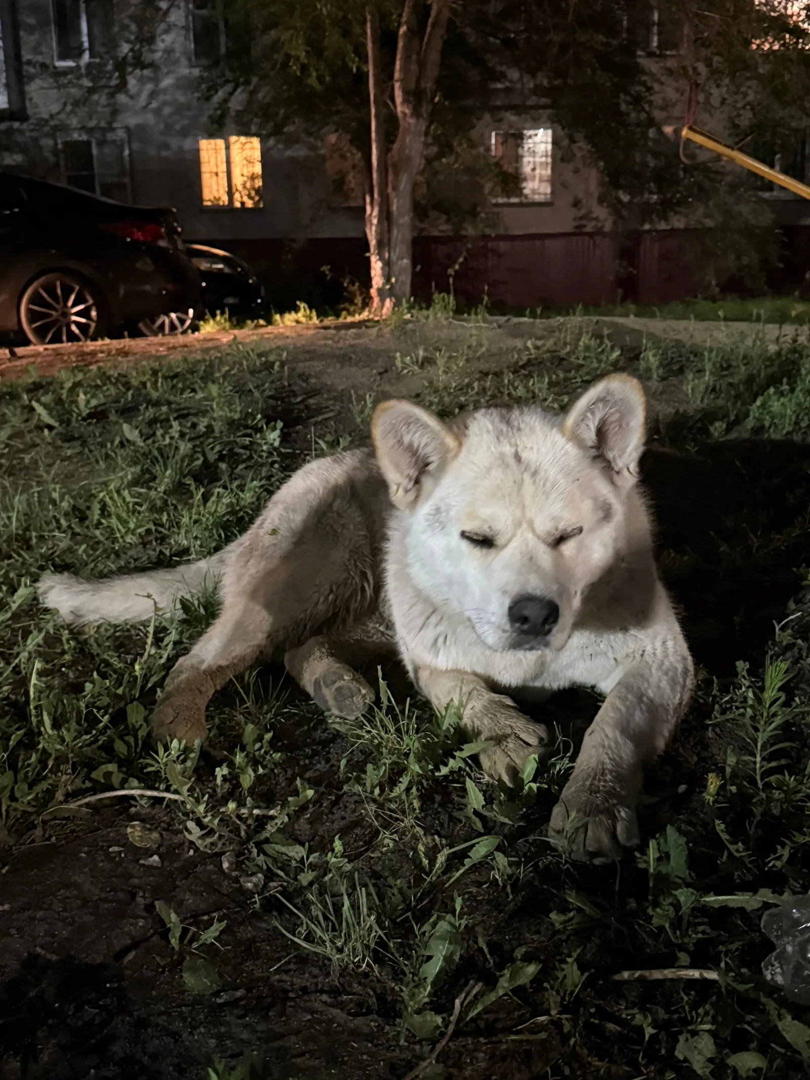 Объявление о питомце в Кургане — фото питомца