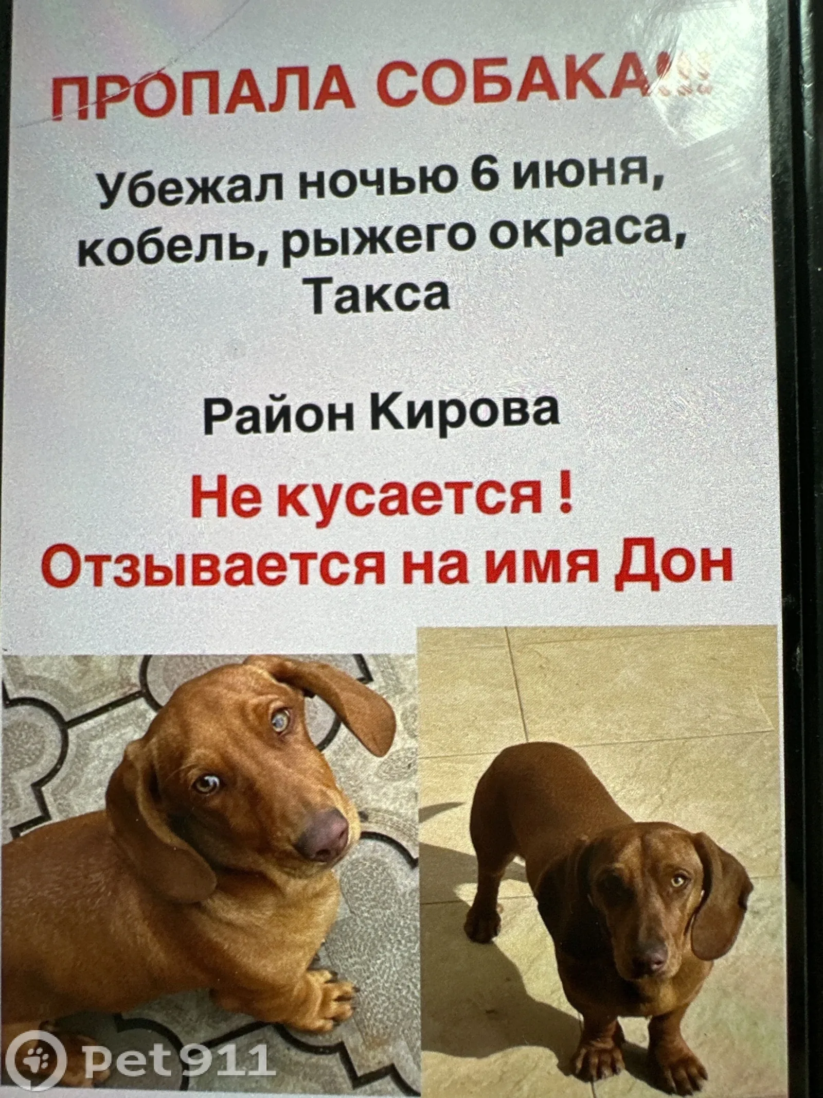 Найдена собака в Нальчике — фото питомца