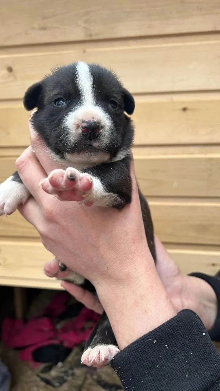 Пропала собака в Зеленограде — фото питомца