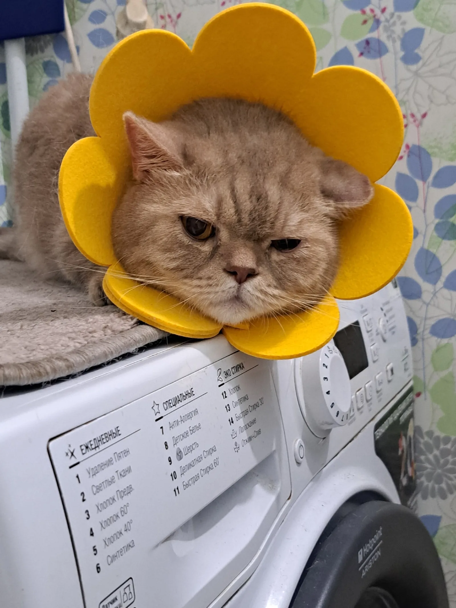 Найдена кошка в Ухте — фото питомца