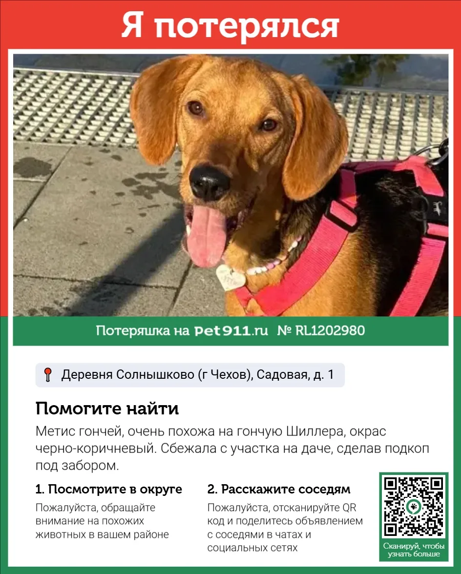 Найдена собака в Реутове — фото питомца