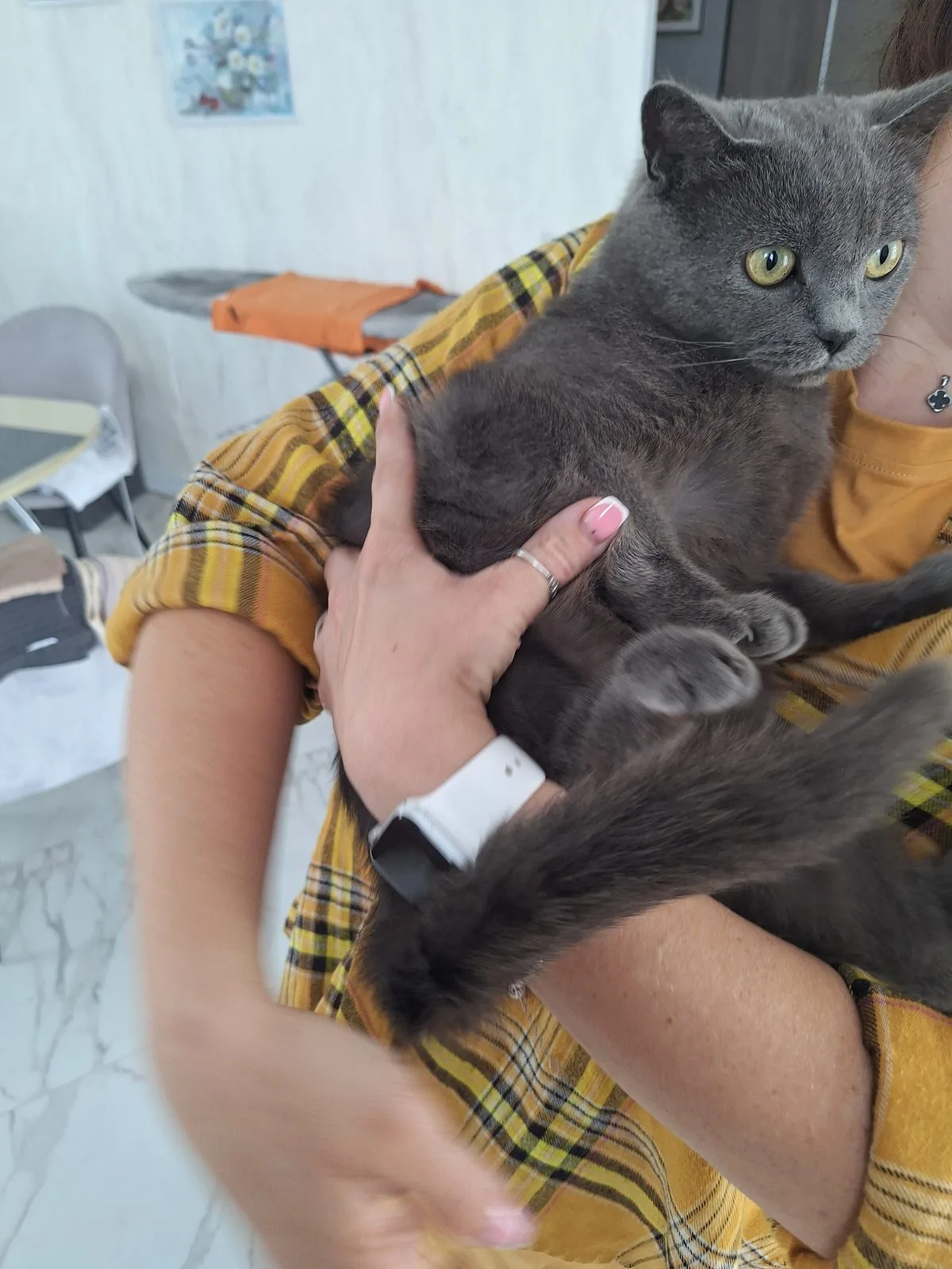 Найдена кошка в Курске — фото питомца