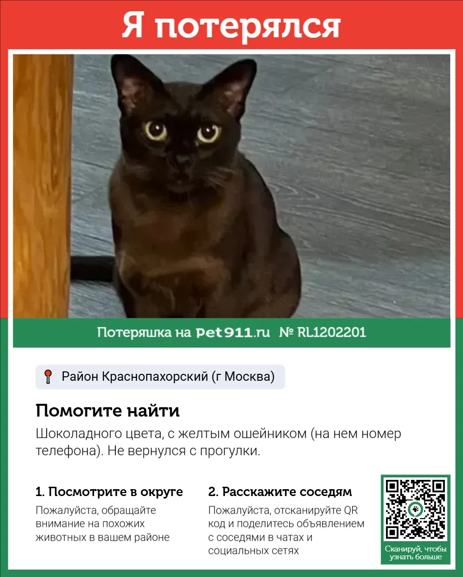 Найдена кошка в Майкопе — фото питомца