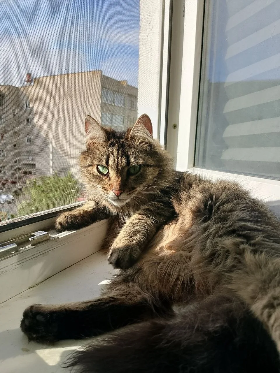 Найдена кошка в Коломне — фото питомца