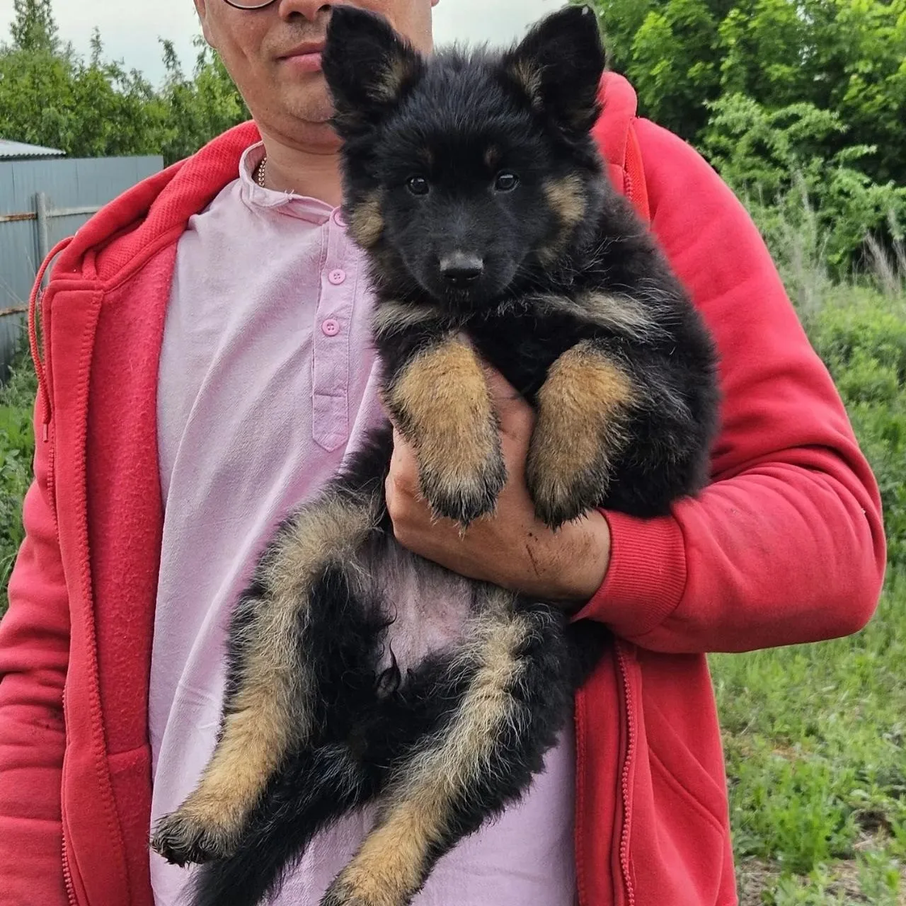 Пропала собака в Уфе — фото питомца