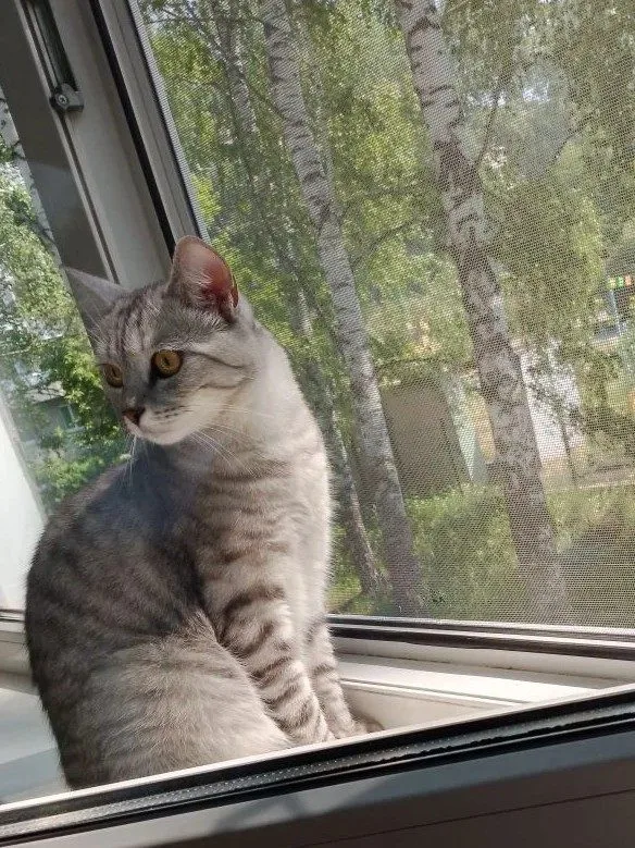 Найдена кошка в Томске — фото питомца