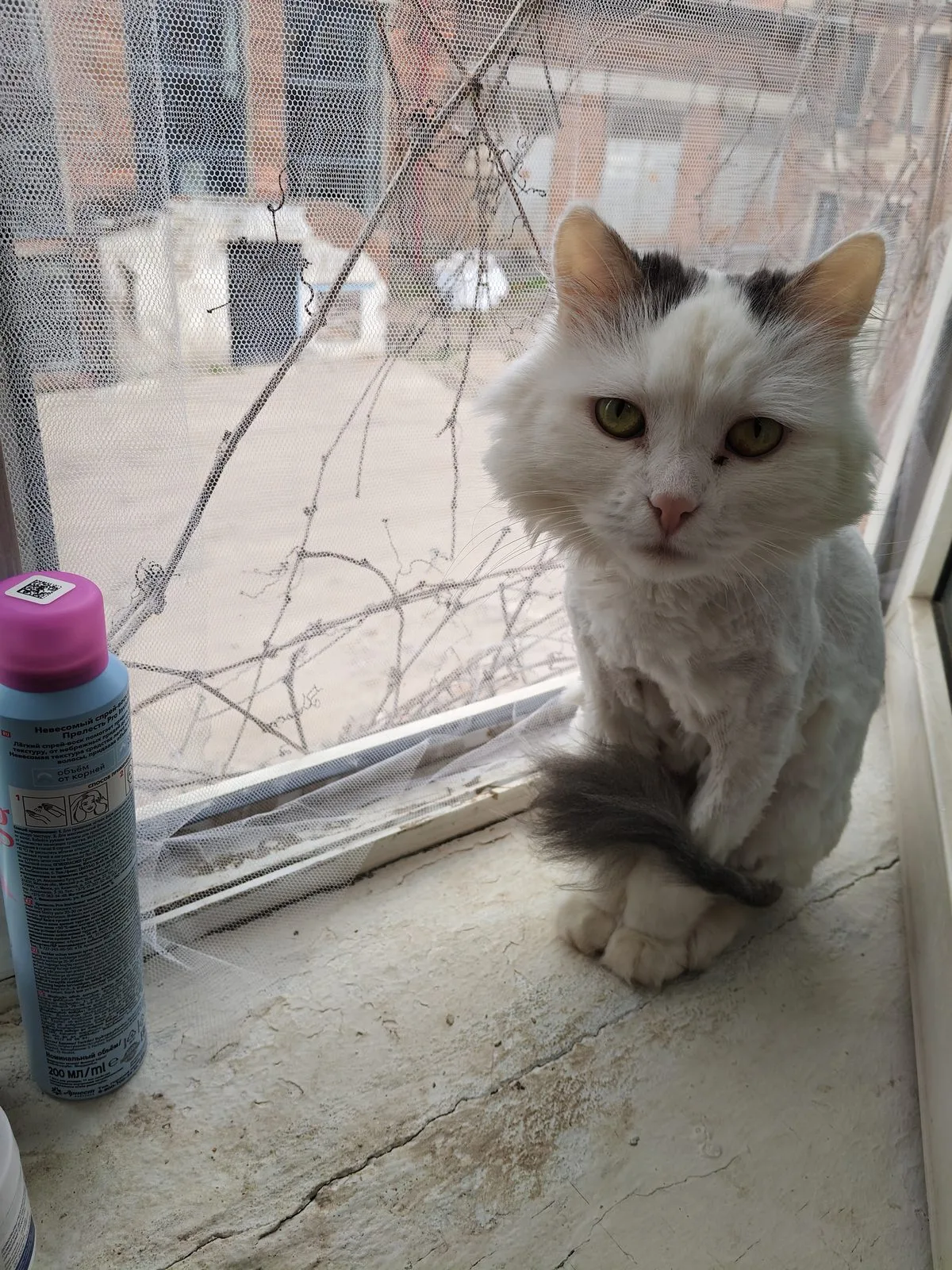 Пропала кошка в Лобне — фото питомца