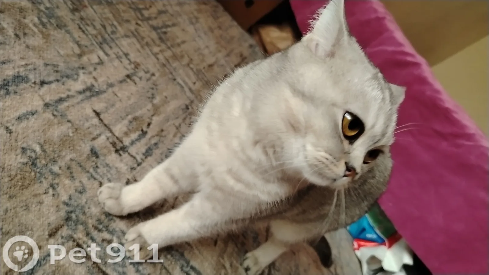 Найдена кошка в Нальчике — фото питомца