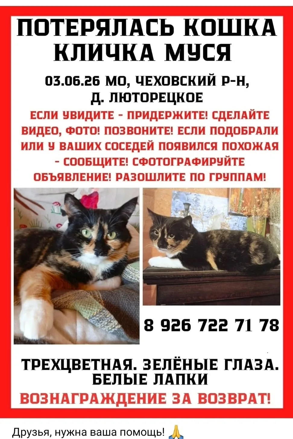 Найдена кошка в Чехове — фото питомца