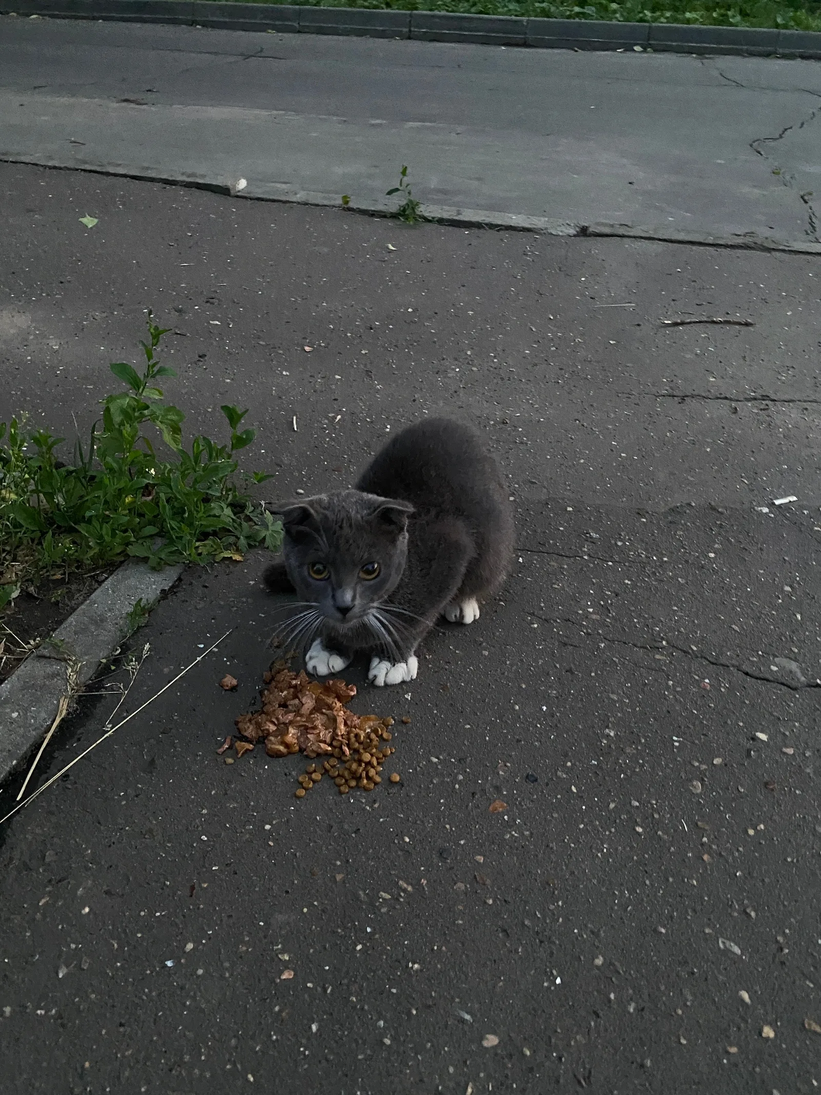 Найдена кошка в Коломне — фото питомца