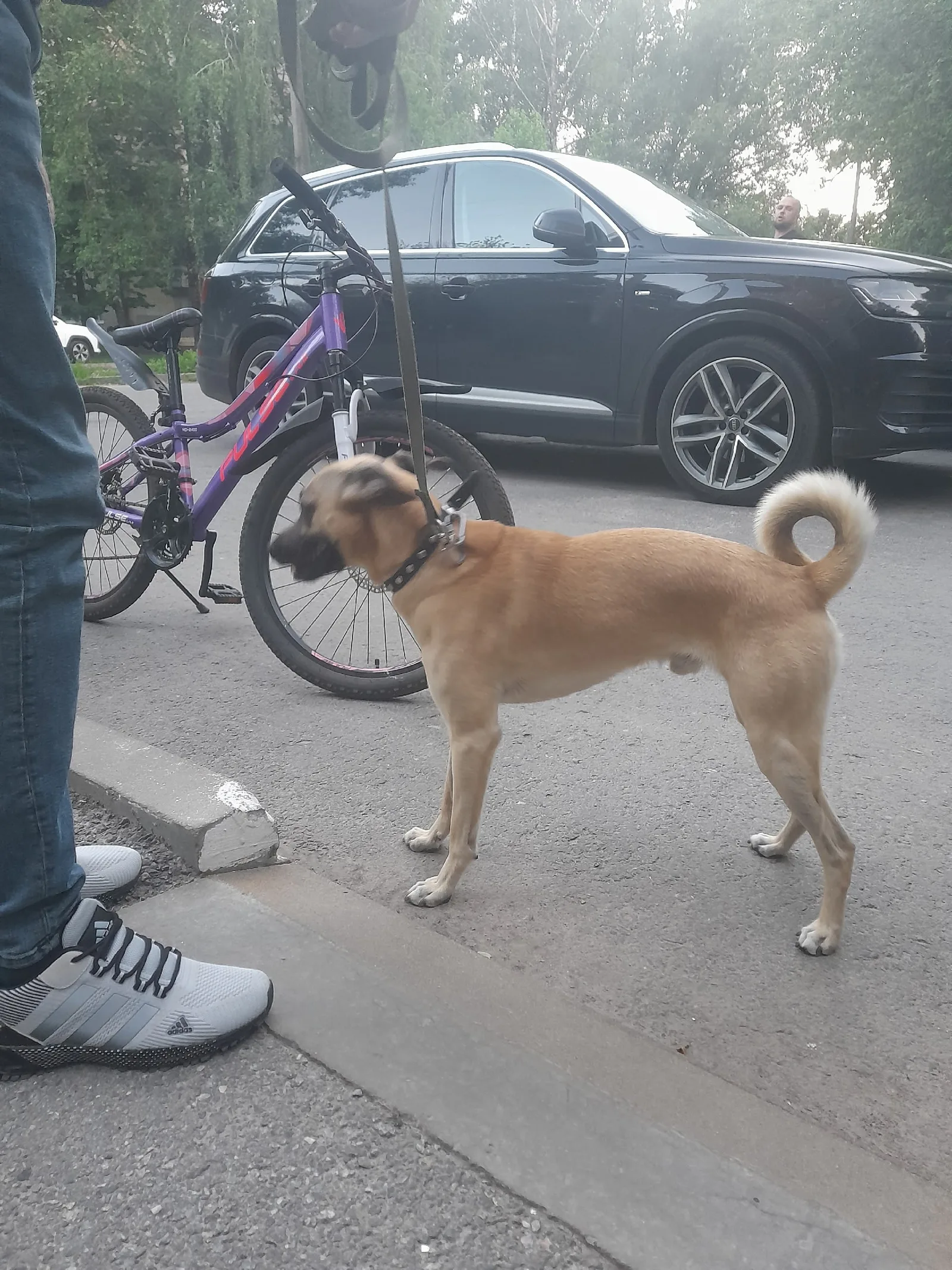 Объявление о питомце в Белгороде — фото питомца