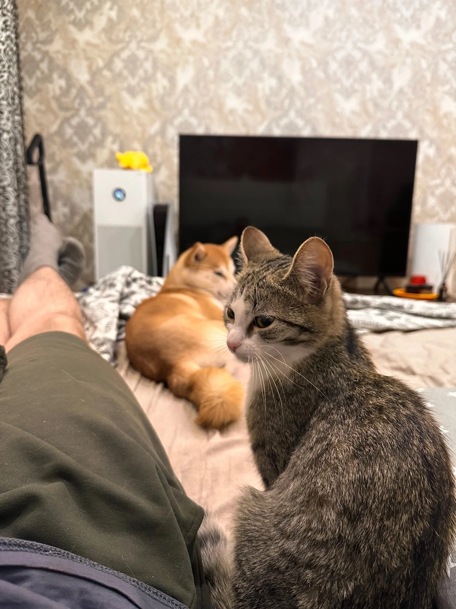 Найдена кошка в Ухте — фото питомца