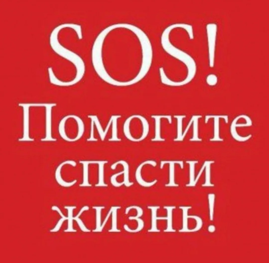 Найдена собака в Мурманске — фото питомца