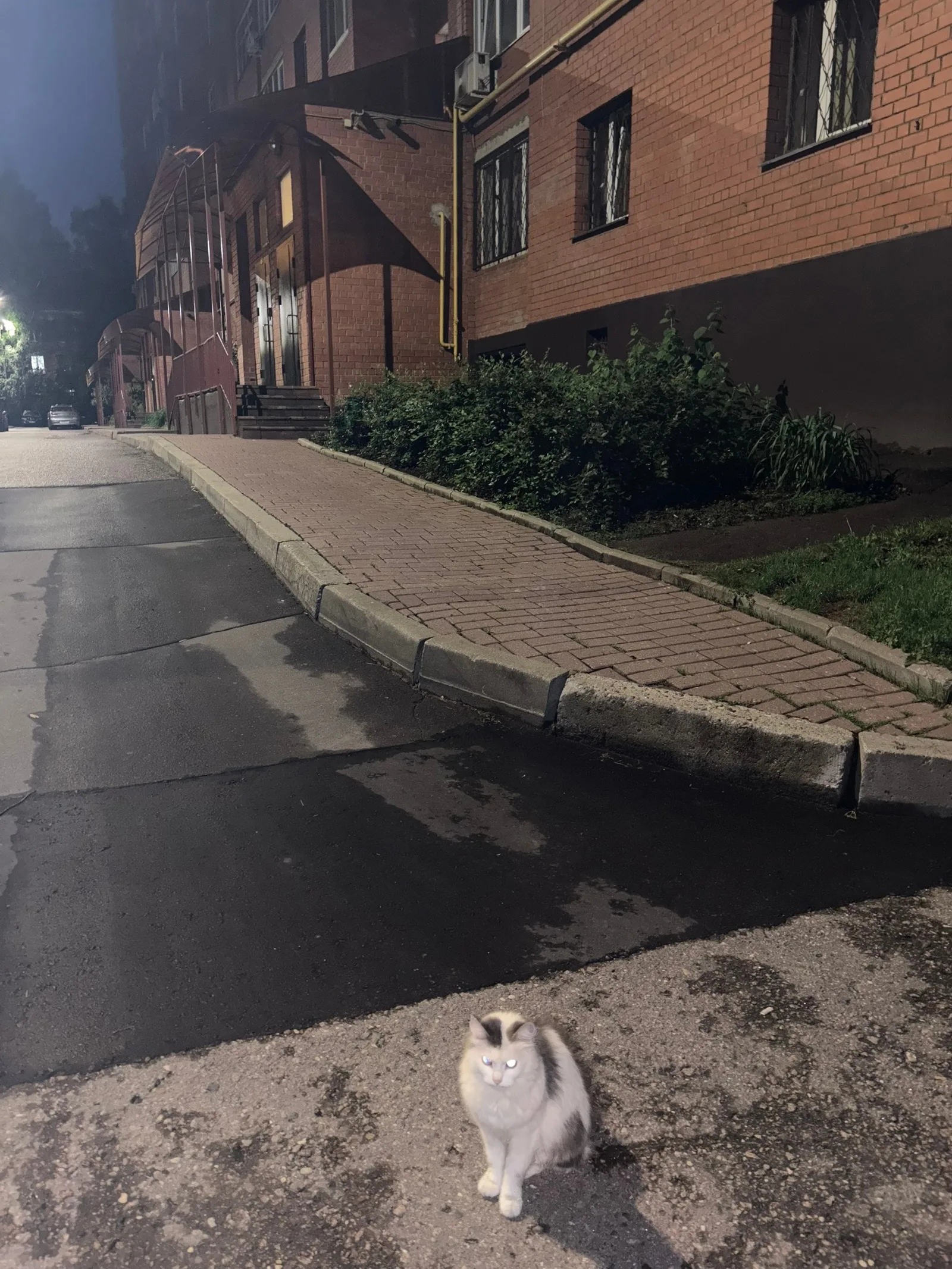 Объявление о питомце в Долгопрудном — фото питомца