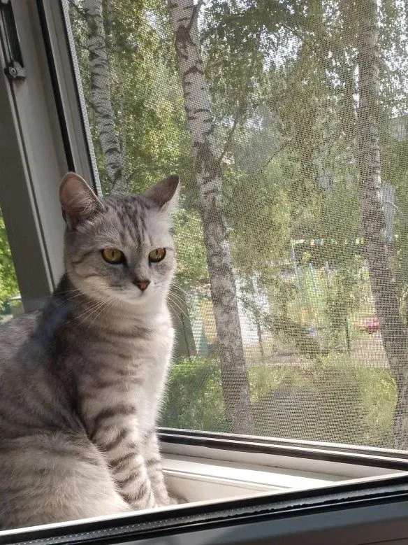 Найдена кошка в Томске — фото питомца