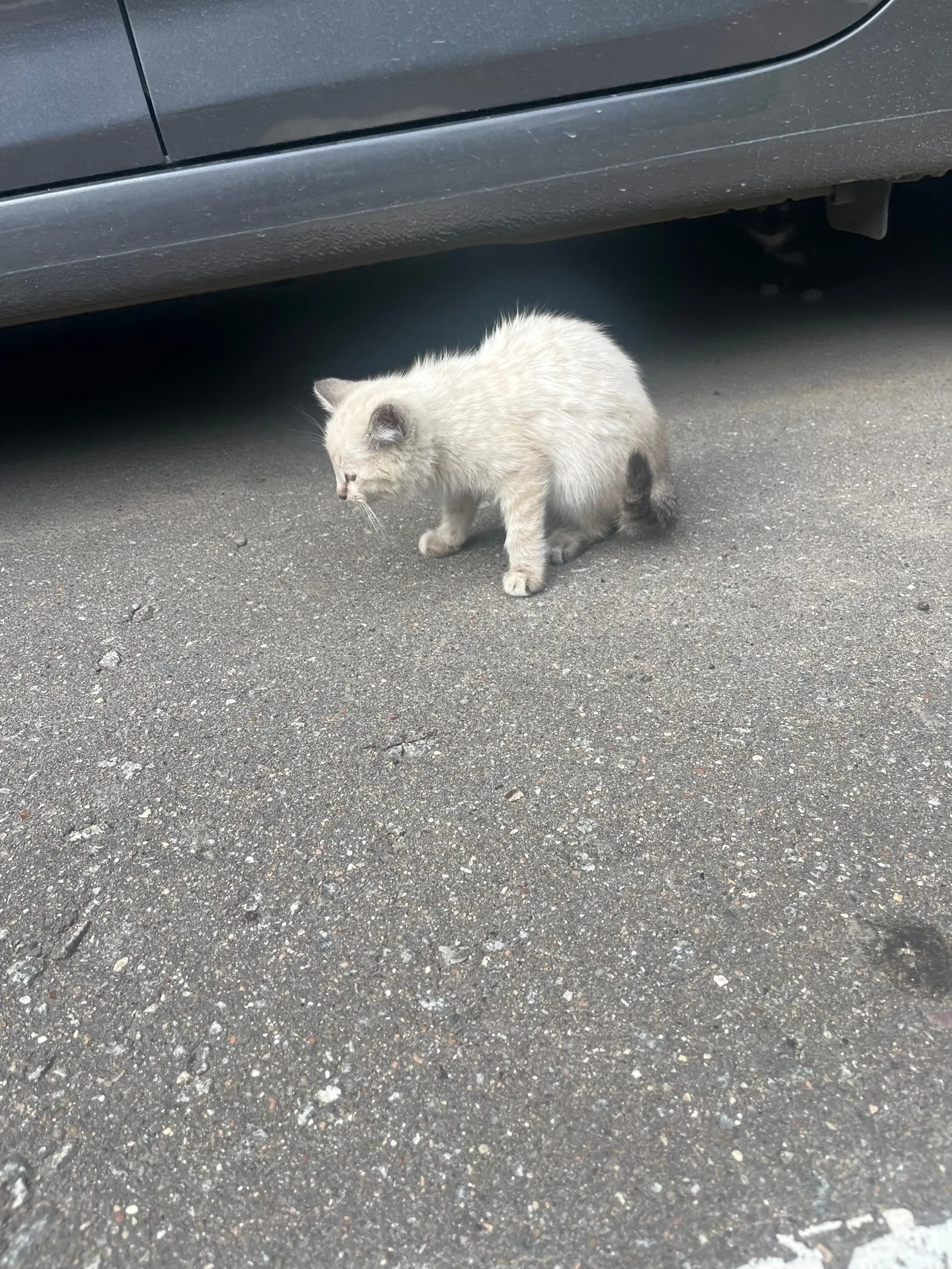 Найдена кошка в Зеленограде — фото питомца