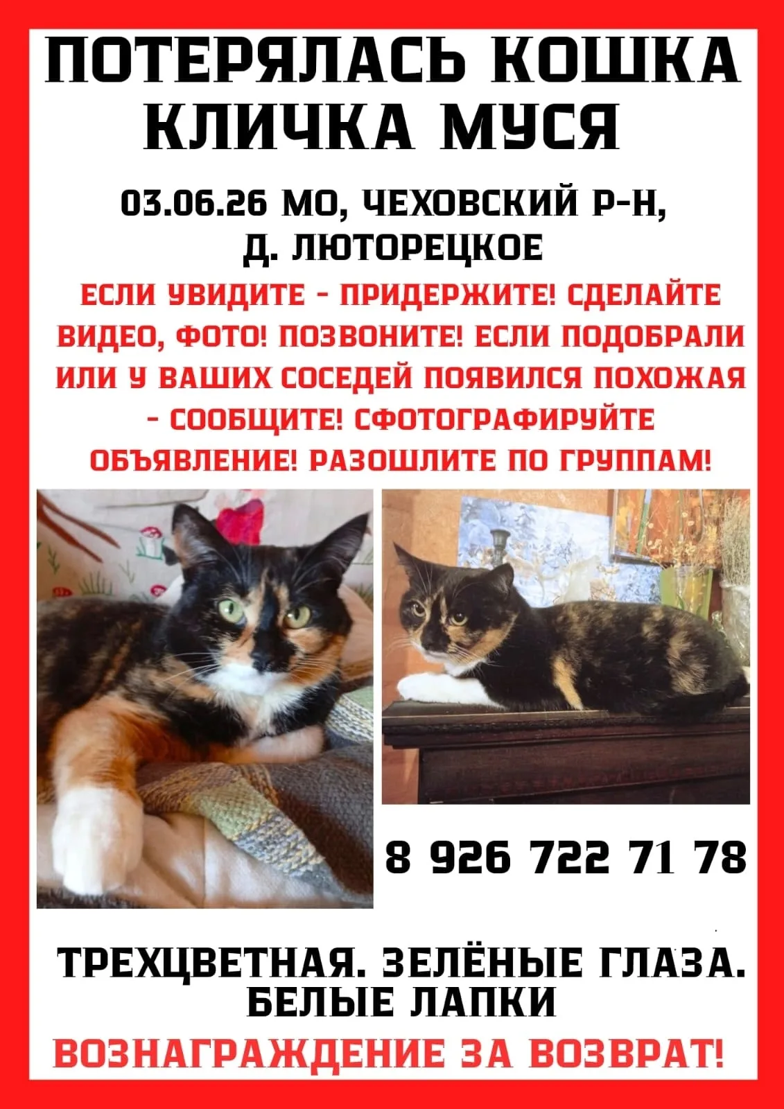 Найдена кошка в Чехове — фото питомца