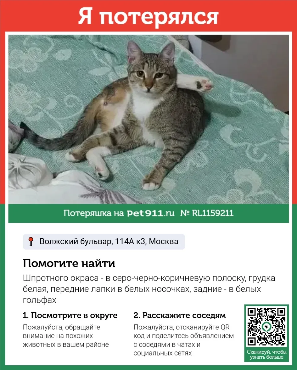 Пропала кошка в Видном — фото питомца