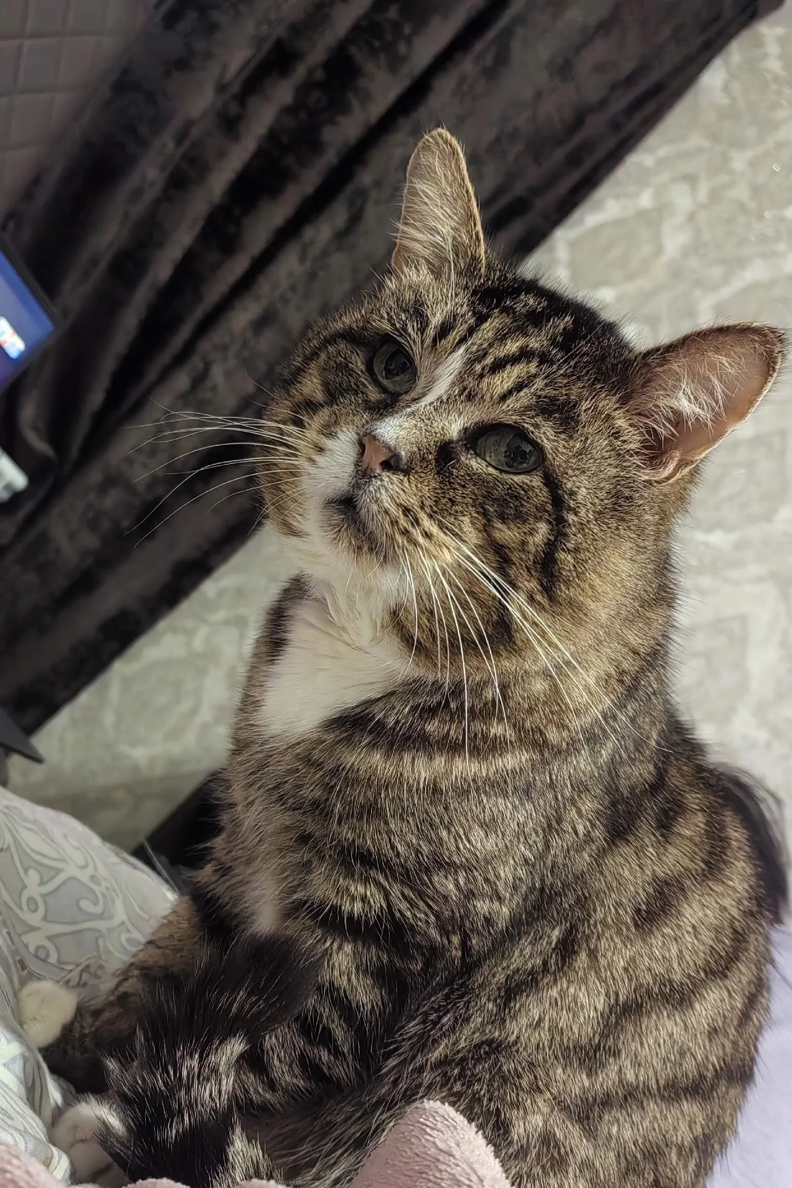 Найдена кошка в Обнинске — фото питомца