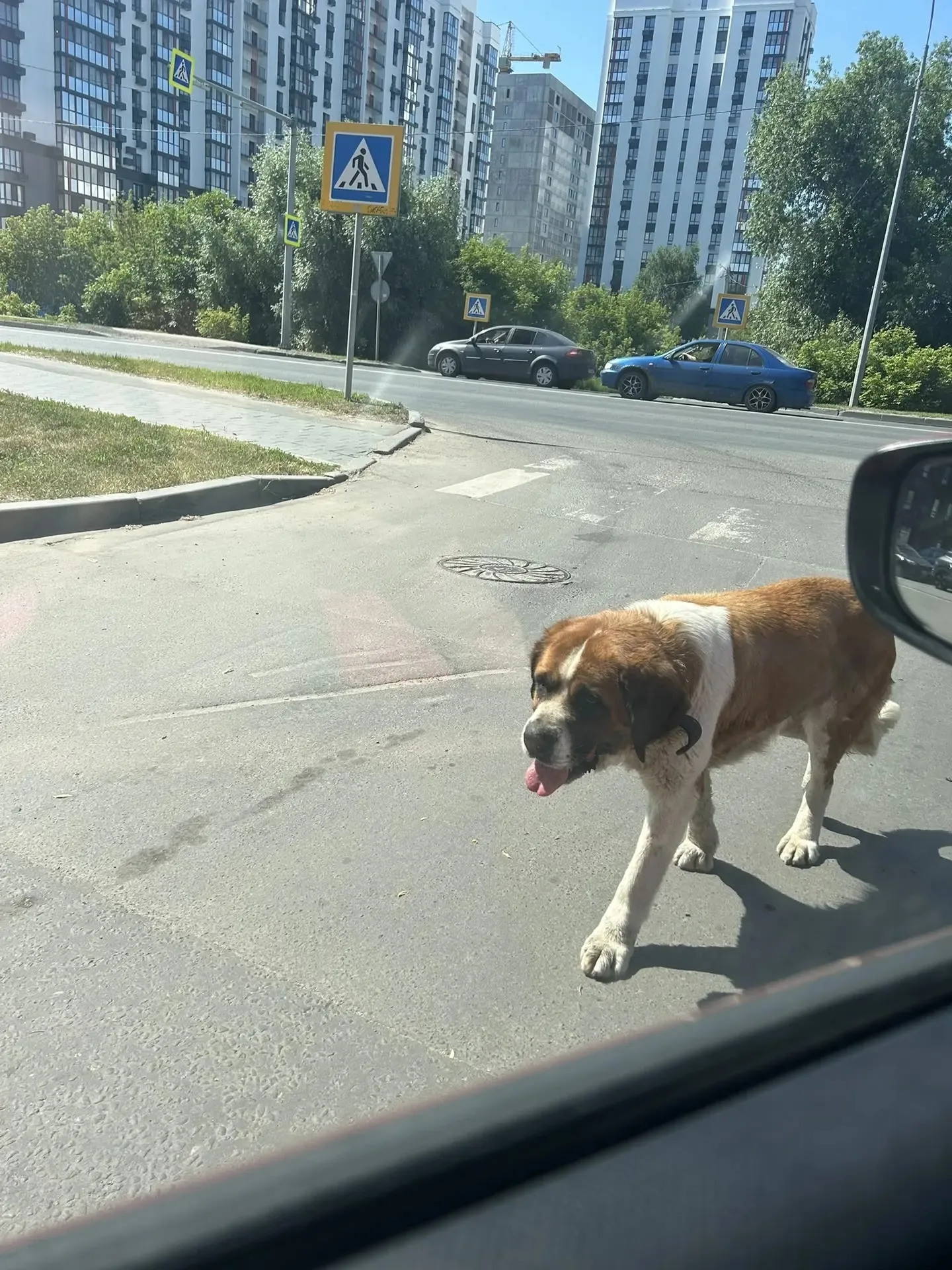 Найдена собака в Пензе — фото питомца