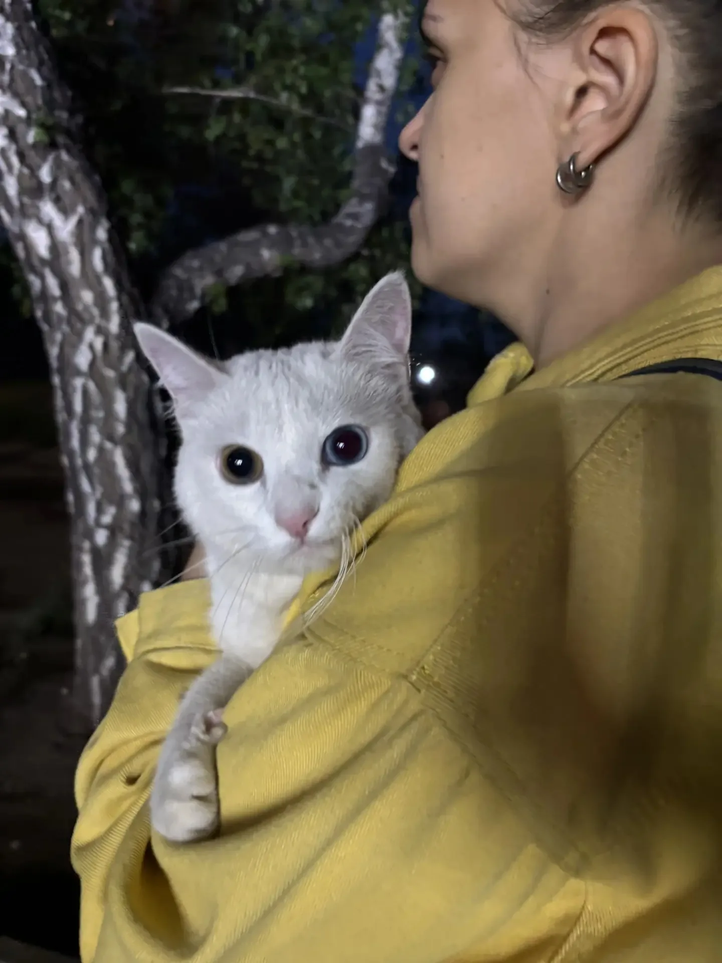 Найдена кошка в Омске — фото питомца