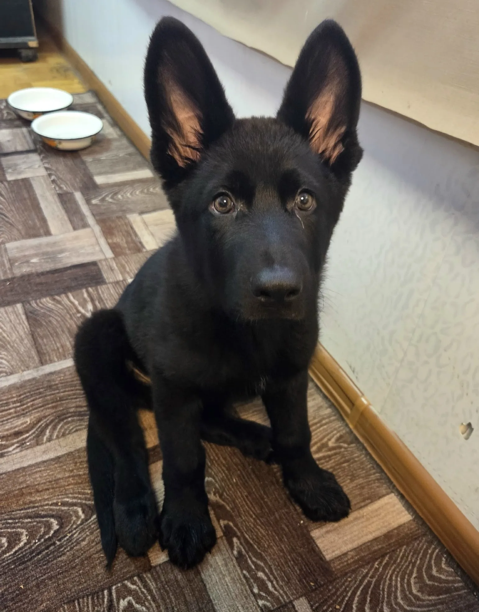 Найдена собака в Белгороде — фото питомца