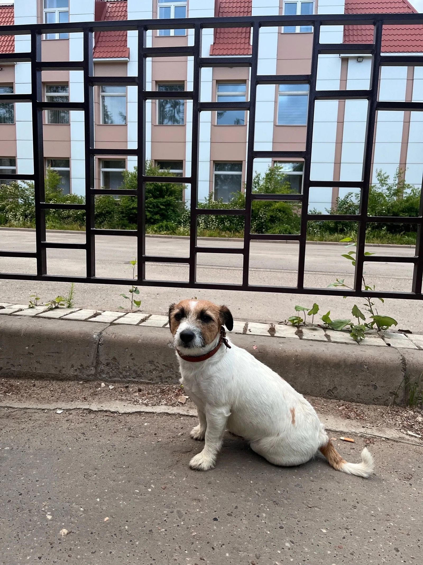 Объявление о питомце в Ухте — фото питомца