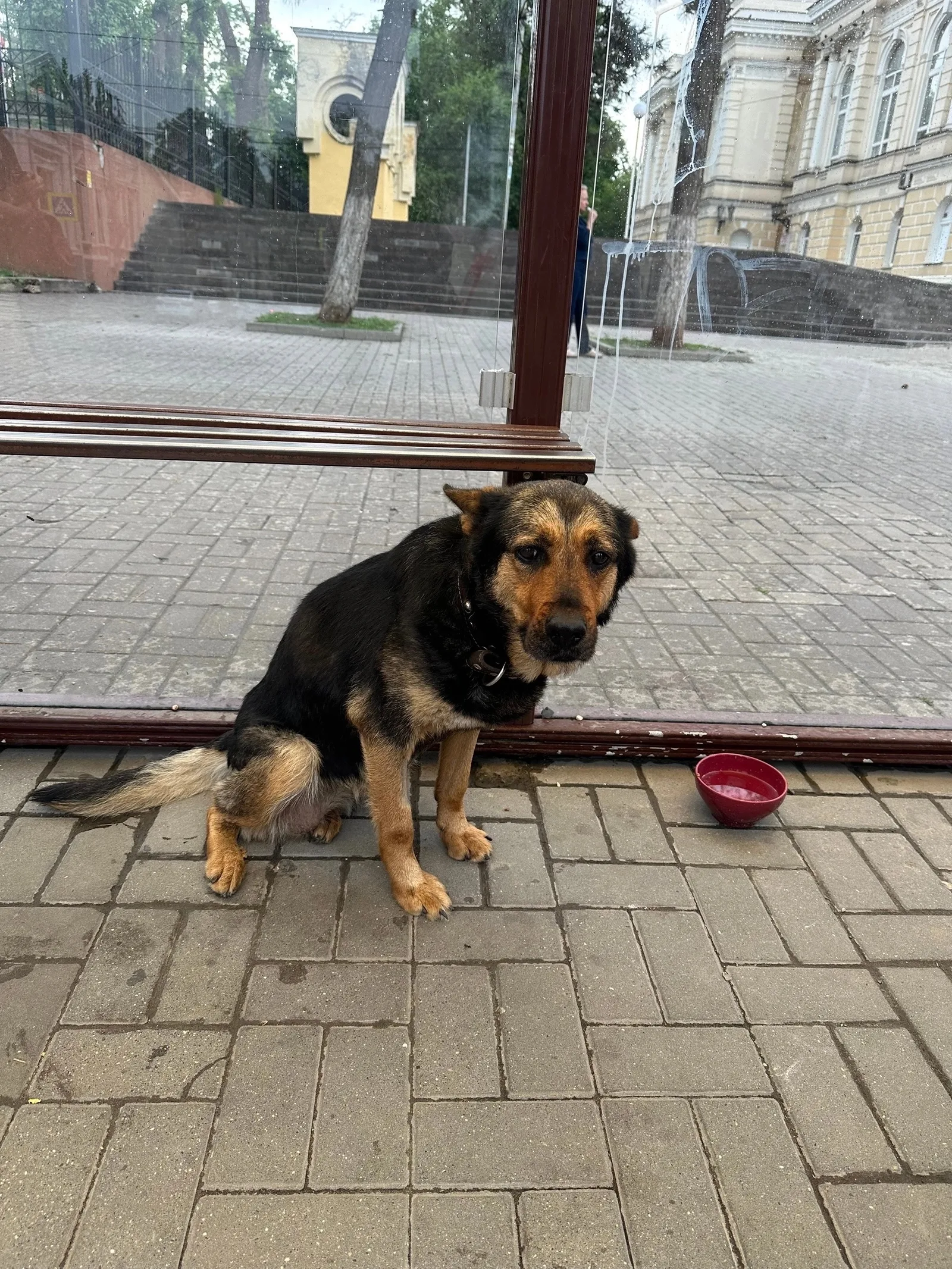 Найдена собака в Ростове-на-Дону — фото питомца