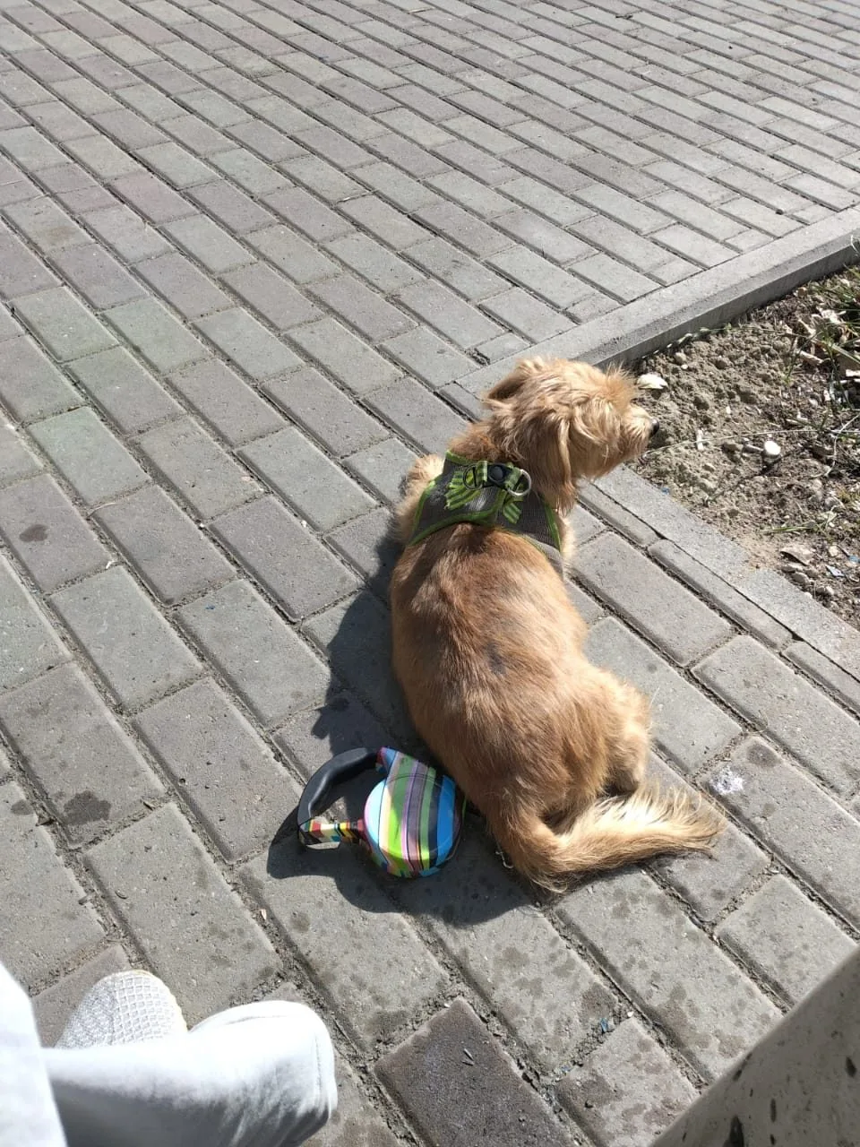 Пропала собака в Москве — фото питомца