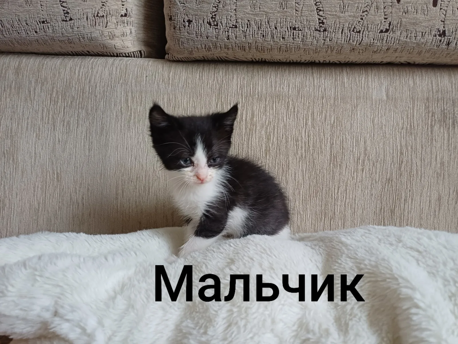 Найдена кошка в Люберцах — фото питомца