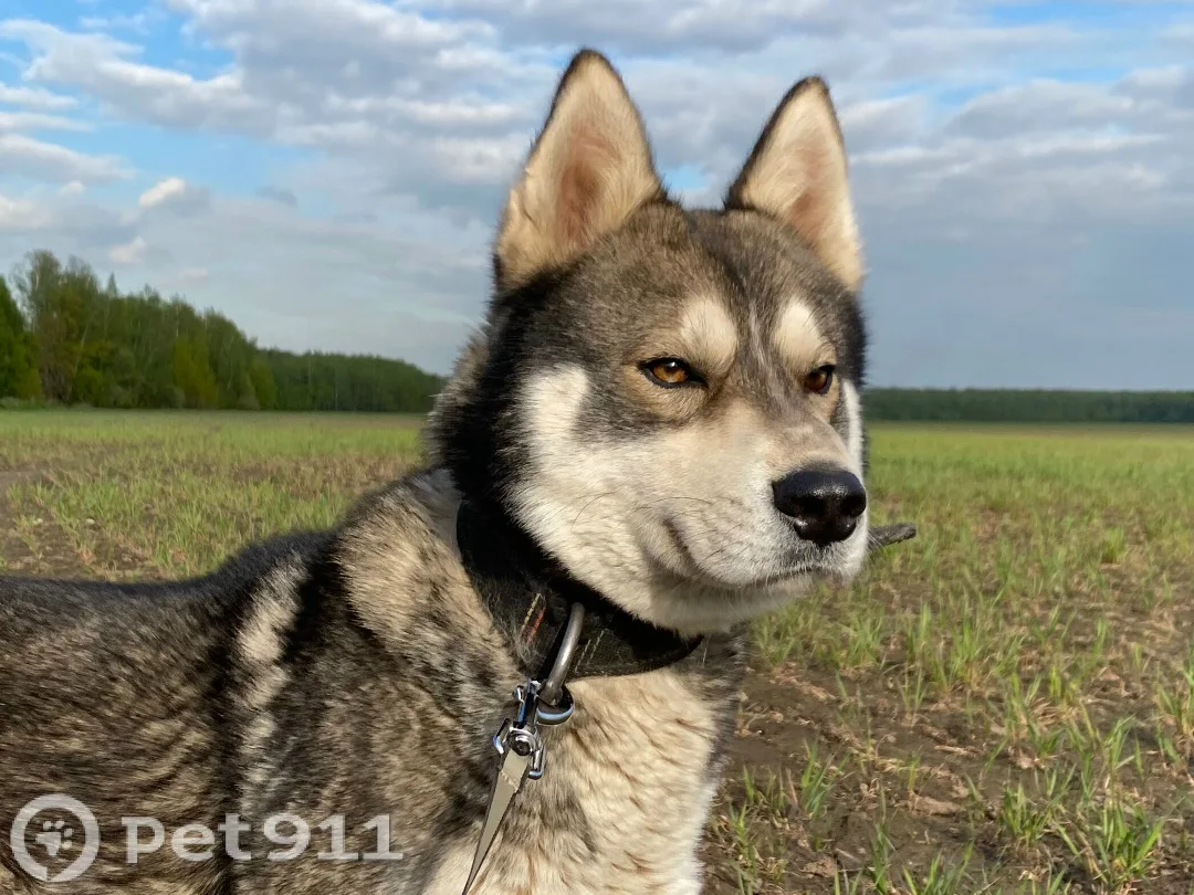 Пропала собака в Видном — фото питомца