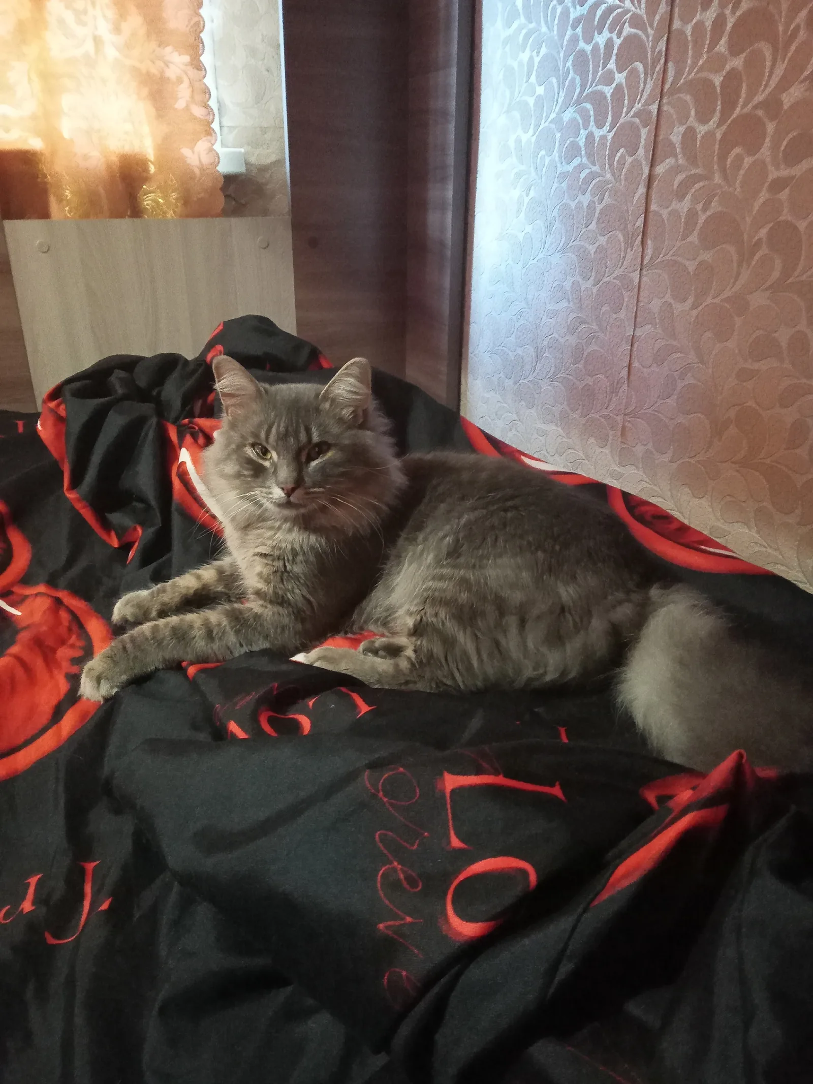 Найдена кошка в Смоленске — фото питомца
