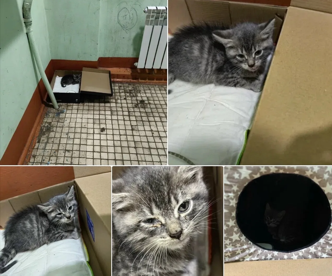Найдена кошка в Подольске — фото питомца