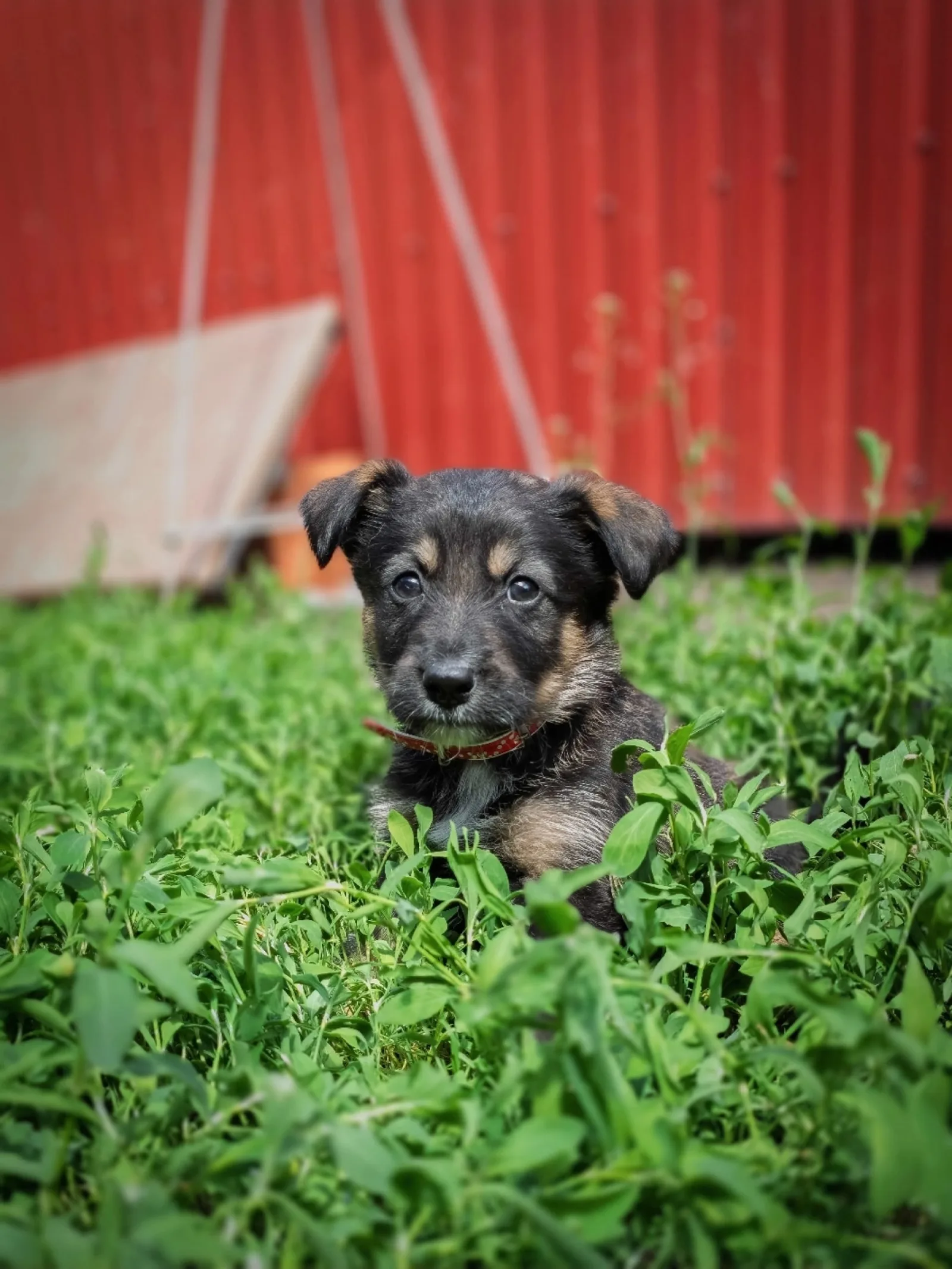 Найдена собака в Пензе — фото питомца