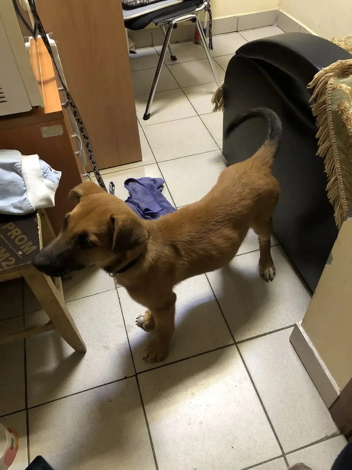 Найдена собака в Чехове — фото питомца
