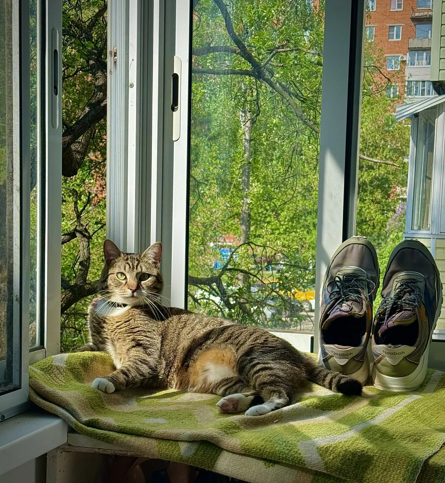 Пропала кошка в Туле — фото питомца