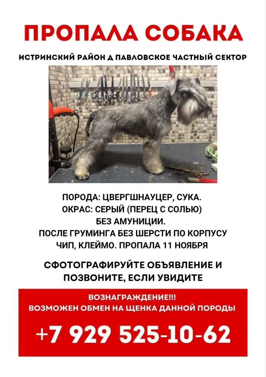 Пропала собака в Зеленограде — фото питомца