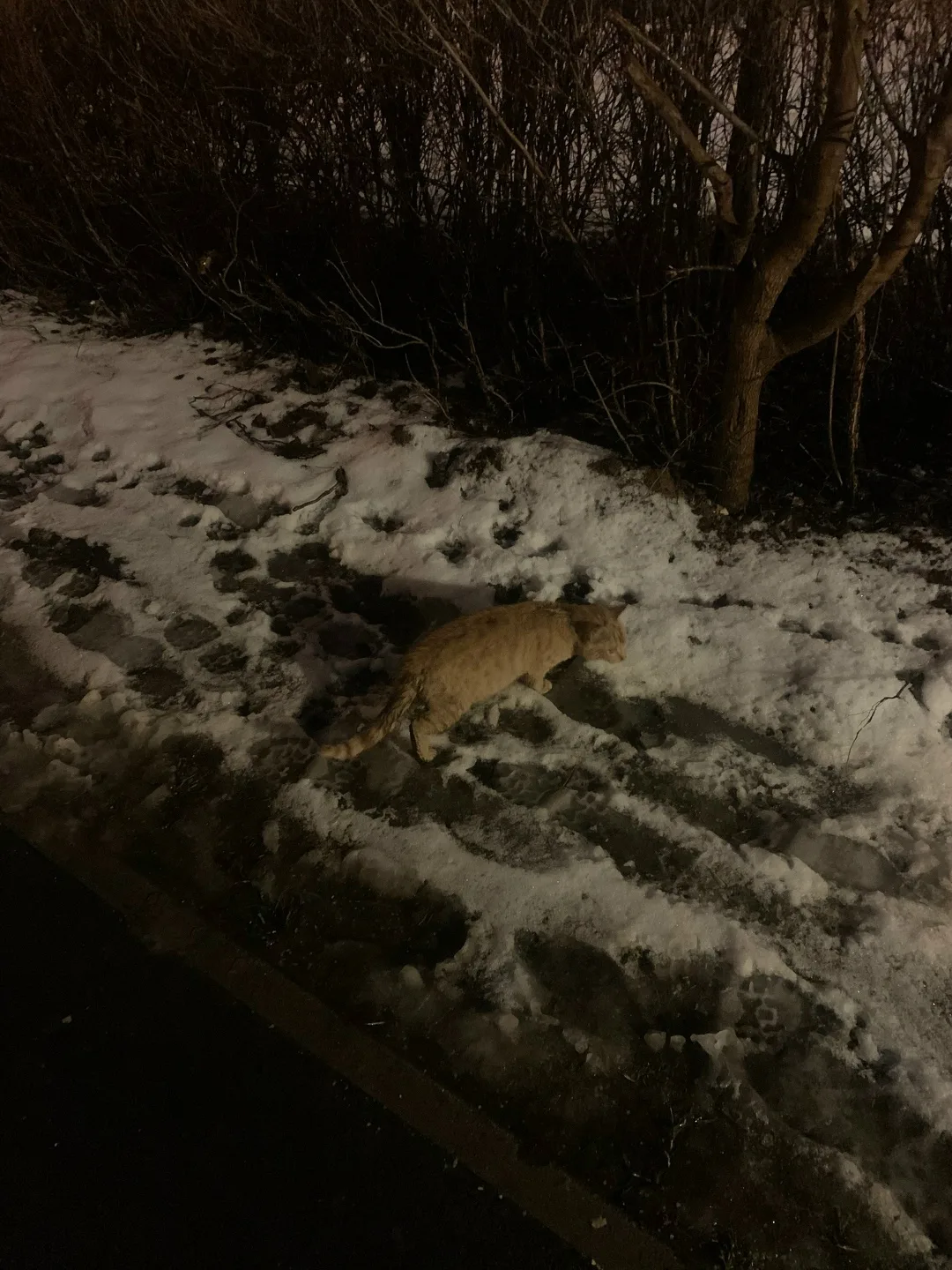 Найдена кошка в Зеленограде — фото питомца