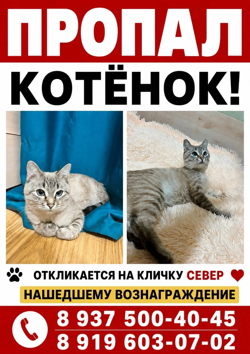Пропала кошка в Уфе — фото питомца