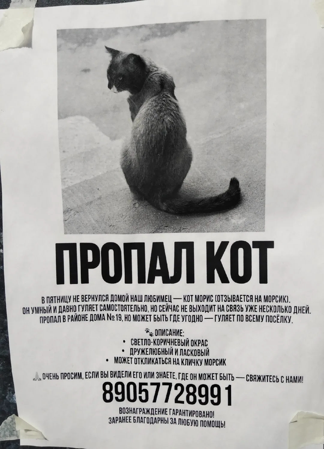 Пропала кошка в Зеленограде — фото питомца