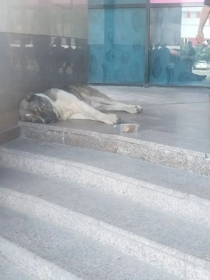 Объявление о питомце в Коломне — фото питомца