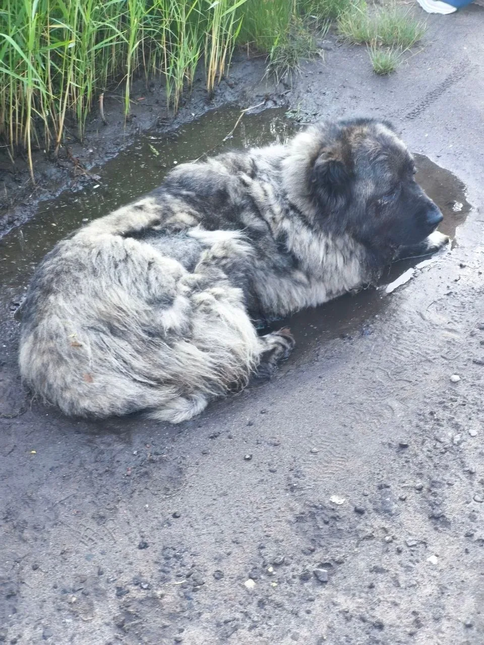 Найдена собака в Раменском — фото питомца