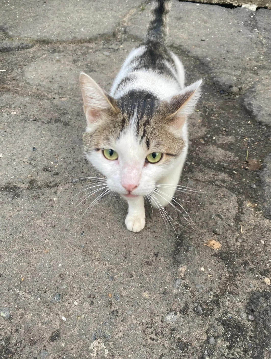 Найдена кошка в Перми — фото питомца
