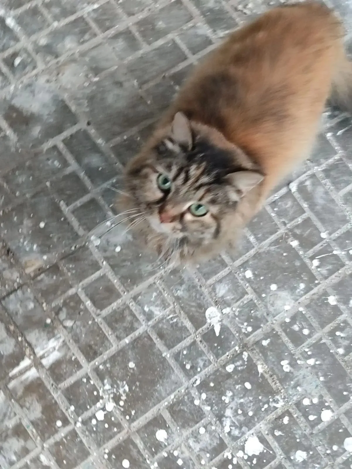 Найдена кошка в Москве — фото питомца